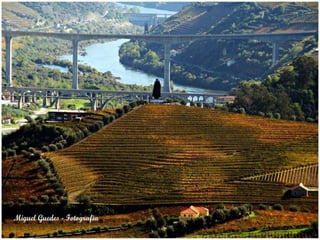 Portugal   Douro - Outono
