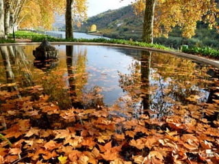 Portugal   Douro - Outono