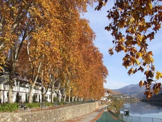 Portugal   Douro - Outono