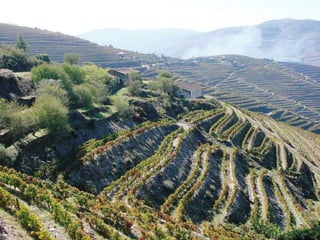 Portugal   Douro - Outono