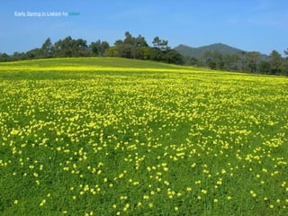 Early Spring in Lisbon by tober

51

 