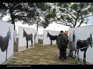 Donkeys in the Castle II by riclopes

63

 