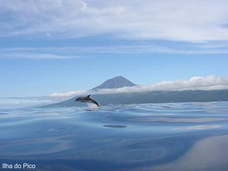 Ilha do Pico 