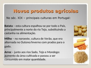 Novos produtos agrícolas
Novos produtos agrícolas
No séc. XIX – principais culturas em Portugal:
Milho – no noroeste, cultura de Verão, que era
alternada no Outono/Inverno com prados para o
gado.
Arroz – junto aos rios Sado, Tejo e Mondego:
aumento da área cultivada e passou a ser
consumido em maior quantidade.
Batata – esta cultura espalhou-se por todo o País,
principalmente a norte do rio Tejo, substituindo a
castanha na alimentação.
 