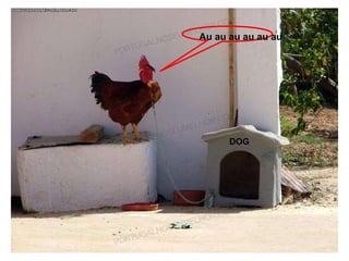 Au au au au au au DOG 