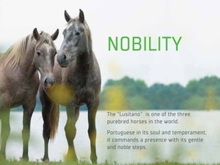 NOBILITY

The “Lusitano” is one of the three
purebred horses in the world.
Portuguese in its soul and temperament,
it commands a presence with its gentle
and noble steps.
 
