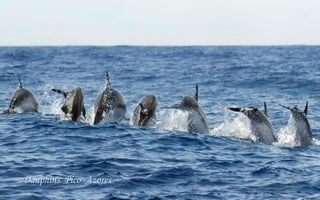 Dauphins Pico Azores 
 