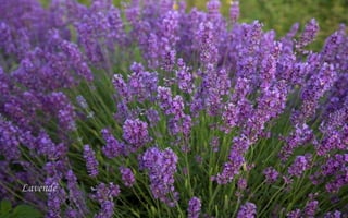 Lavende 
 