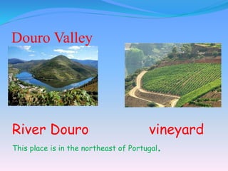 Douro Valley
River Douro vineyard
This place is in the northeast of Portugal.
 
