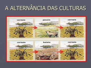 A ALTERNÂNCIA DAS CULTURAS 