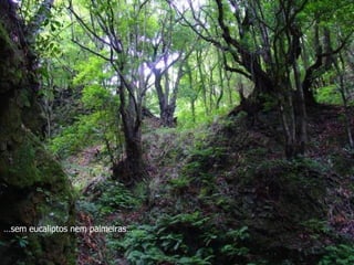… sem eucaliptos nem palmeiras… 
