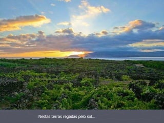 Nestas terras regadas pelo sol… 