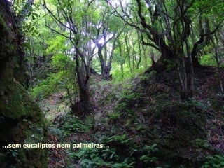 … sem eucaliptos nem palmeiras… 
