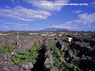 … faz-se o vinho como sempre se fez 