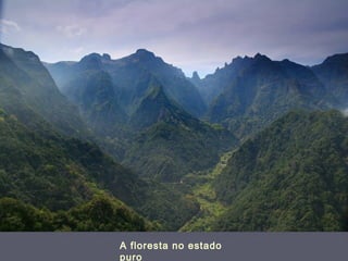 A floresta no estado
puro
 