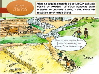 N O VA S
T É C N I C A S
A G R Í C O L A S
Antes da segunda metade do século XIX existia a
técnica do POUSIO (os solos agrícolas eram
divididos em parcelas e uma, à vez, ficava em
descanso durante dois anos).
 
