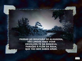 PASSAS AO MOUCHÃO DE ALHANDRA, VÊS LINDAS AVES VOAR ENVOLVES-TE NA RESERVA, PARAÍSO À FLÔR DA ÁGUA, QUE TÃO BEM SABES AMAR. 
