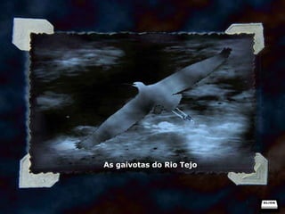 As gaivotas do Rio Tejo 