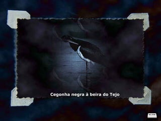 Cegonha negra à beira do Tejo 