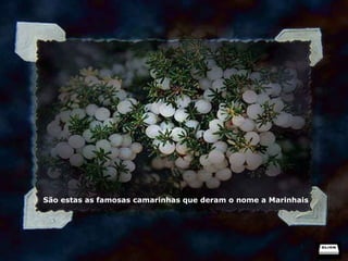 São estas as famosas camarinhas que deram o nome a Marinhais 