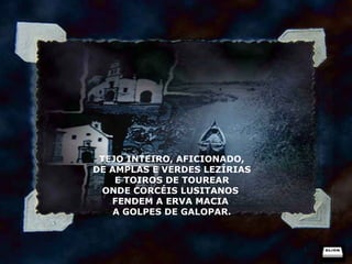 TEJO INTEIRO, AFICIONADO, DE AMPLAS E VERDES LEZÍRIAS E TOIROS DE TOUREAR ONDE CORCÉIS LUSITANOS  FENDEM A ERVA MACIA  A GOLPES DE GALOPAR. 
