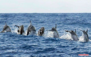 Dauphins Pico Azores