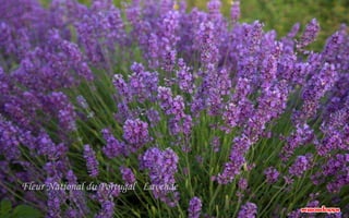 Fleur National du Portugal Lavende