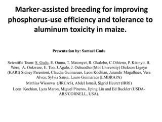 Marker-assisted breeding for improving
phosphorus-use efficiency and tolerance to
aluminum toxicity in maize.
Presentation by: Samuel Gudu
Scientific Team: S. Gudu, E. Ouma, T. Matonyei, R. Okalebo, C.Othieno, P. Kisinyo, B.
Were, A. Onkware, E. Too, J.Agalo, J. Ochuodho (Moi University) Dickson Ligeyo
(KARI) Sidney Parentoni, Claudia Guimaraes, Leon Kochian, Jurandir Magalhaes, Vera
Alves, Sylvia Sausa, Lauro Guimaraes (EMBRAPA)
Mathias Wissuwa (JIRCAS), Abdel Ismail, Sigrid Heurer (IRRI)
Leon Kochian, Lyza Maron, Miguel Pineros, Jiping Liu and Ed Buckler (USDA-
ARS/CORNELL, USA).
 