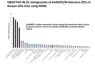0
2
4
6
8
10
12
14
16
18
RelativeZmMATE1Expression
ZmMATE1 relative expression levels among 40 accessions after 6 hours
of...