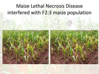 Maize Lethal Necrosis Disease
interfered with F2:3 maize population
 