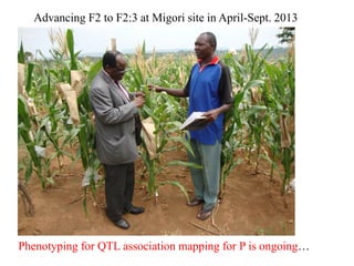 Phenotyping for QTL association mapping for P is ongoing…
Advancing F2 to F2:3 at Migori site in April-Sept. 2013
 