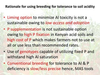 Rationale for using breeding for tolerance to soil acidity
• Liming option to minimize Al toxicity is not a
sustainable owing to low access and adoption
• P supplementation is not sustainable option
owing to high P fixation in Kenyan acid soils and
high cost of P which makes farmers not to use at
all or use less than recommended rates.
• Use of genotypes capable of utilizing fixed P and
withstand high Al saturation
• Conventional breeding for tolerance to Al & P
deficiency is slow/less precise hence, MAS tools
 