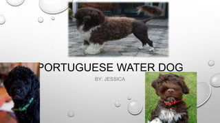 PORTUGUESE WATER DOG
BY: JESSICA

 