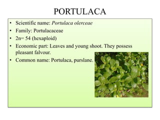 PORTULACA
• Scientific name: Portulaca olerceae
• Family: Portulacaceae
• 2n= 54 (hexaploid)
• Economic part: Leaves and young shoot. They possess
pleasant falvour.
• Common name: Portulaca, purslane.
 