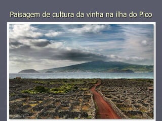 Paisagem de cultura da vinha na ilha do Pico 