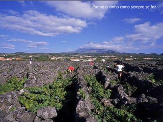 … faz-se o vinho como sempre se fez 