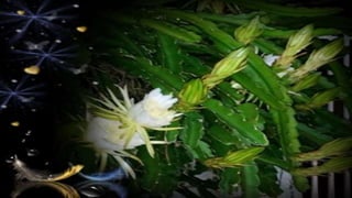 Como, Senhor, de um cactus espinhento
pode brotar tão bela e altiva flor...
flor perfeita que, ao sonho de um momento,
par...
