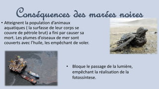 Conséquences des marées noires• Atteignent la population d’animaux
aquatiques ( la surfasse de leur corps se
couvre de pétrole brut) a fini par causer sa
mort. Les plumes d’oiseaux de mer sont
couverts avec l’huile, les empêchant de voler.
• Bloque le passage de la lumière,
empêchant la réalisation de la
fotossíntese.
 