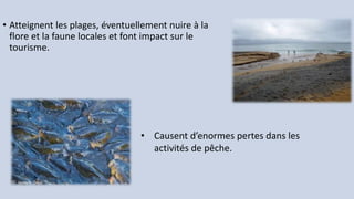 • Atteignent les plages, éventuellement nuire à la
flore et la faune locales et font impact sur le
tourisme.
• Causent d’enormes pertes dans les
activités de pêche.
 