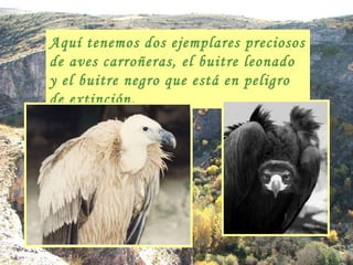 Aquí tenemos dos ejemplares preciosos de aves carroñeras, el buitre leonado y el buitre negro que está en peligro de extinción. 