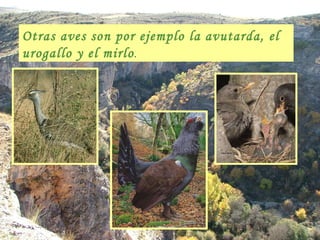 Otras aves son por ejemplo la avutarda, el urogallo y el mirlo . 