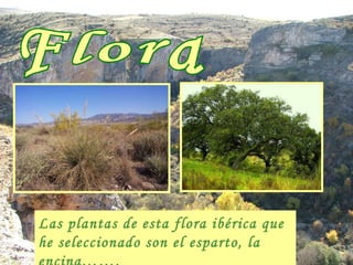 Flora Las plantas de esta flora ibérica que he seleccionado son el esparto, la encina……. 