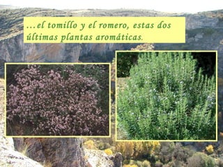 … el tomillo y el romero, estas dos últimas plantas aromáticas . 