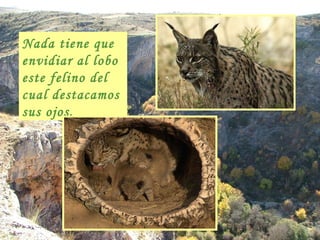 Nada tiene que envidiar al lobo este felino del cual destacamos sus ojos. 