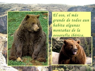 El oso, el más grande de todos aun habita algunas montañas de la geografía ibérica. 