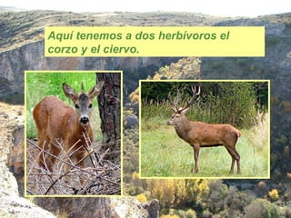 Aquí tenemos a dos herbívoros el corzo y el ciervo. 