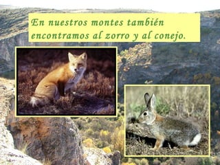 En nuestros montes también encontramos al zorro y al conejo . 