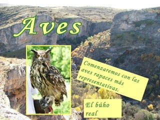 Aves Comenzaremos con las aves rapaces más representativas.   El búho real 