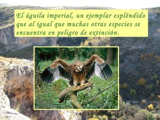 El águila imperial, un ejemplar espléndido que al igual que muchas otras especies se encuentra en peligro de extinción. 