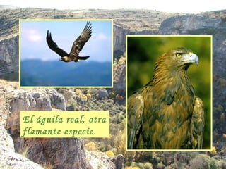 El águila real, otra flamante especie . 